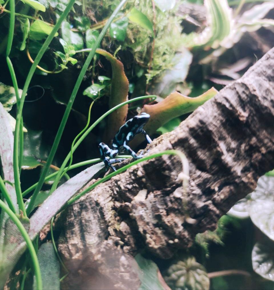 Лягушка Dendrobates auratus (Costa Rica) Красящий древолаз
