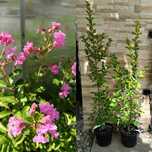 Lagerstroemia Lagerstremia indyjska Bez indyjski Różowa