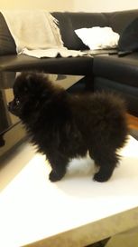 Szpic miniaturowy pomeranian czarny  piesek