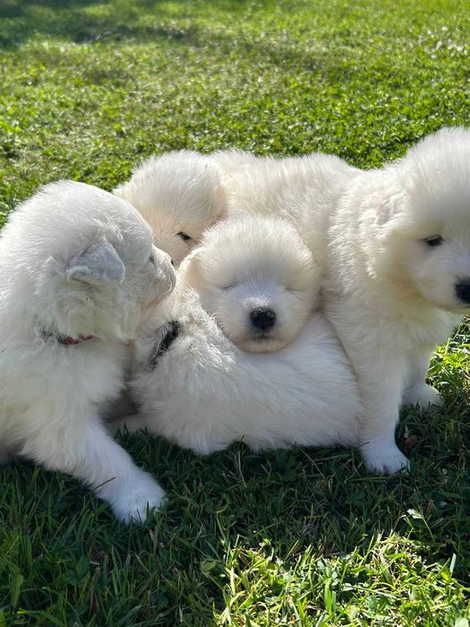 Samoyed – suczka z hodowli "Biała Łapka"