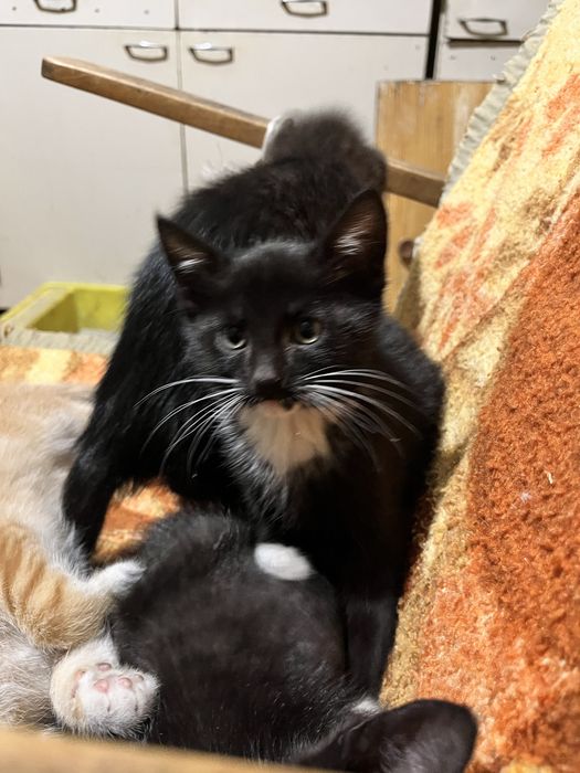 2 kocurki i jedna kotka szukaja domku za darmo