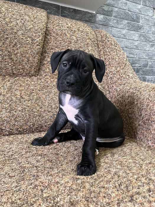 Американський Пітбультерʼєр