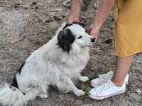 Koral piękny piesek do adopcji