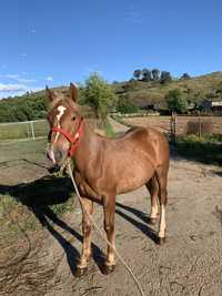 Potro percheron