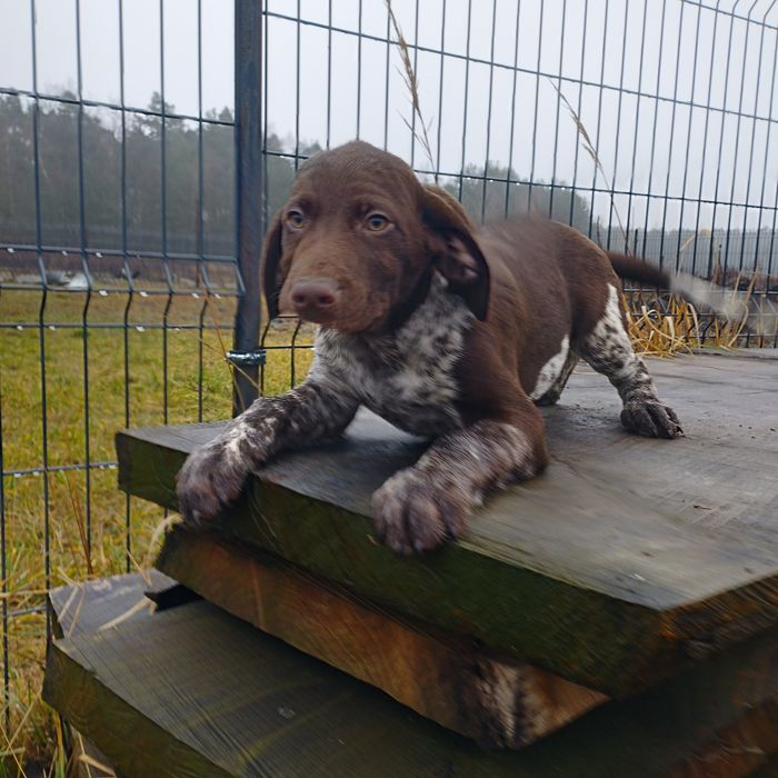 Wyżeł Niemiecki Krótkowłosy