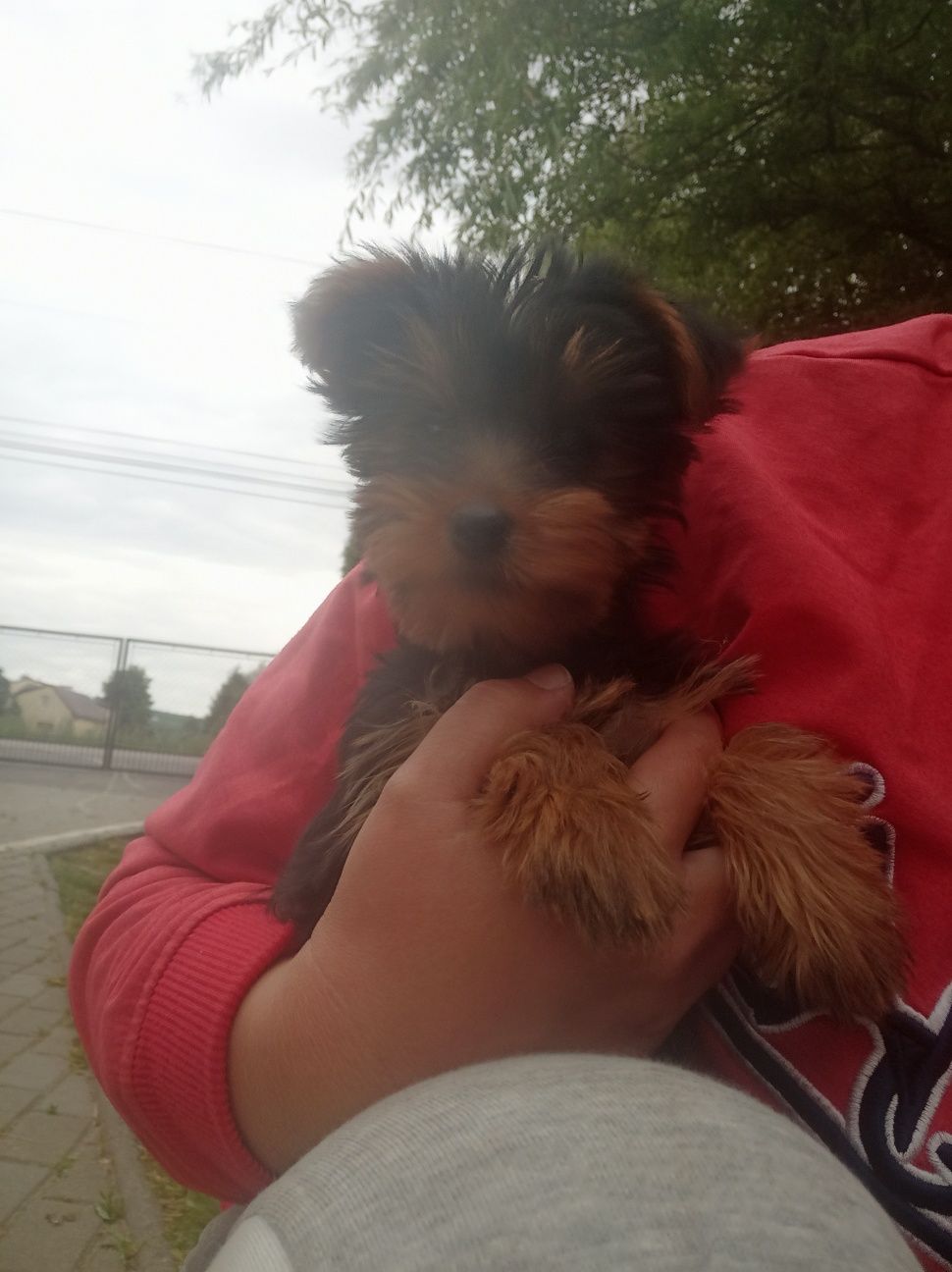 York yorkshire terrier