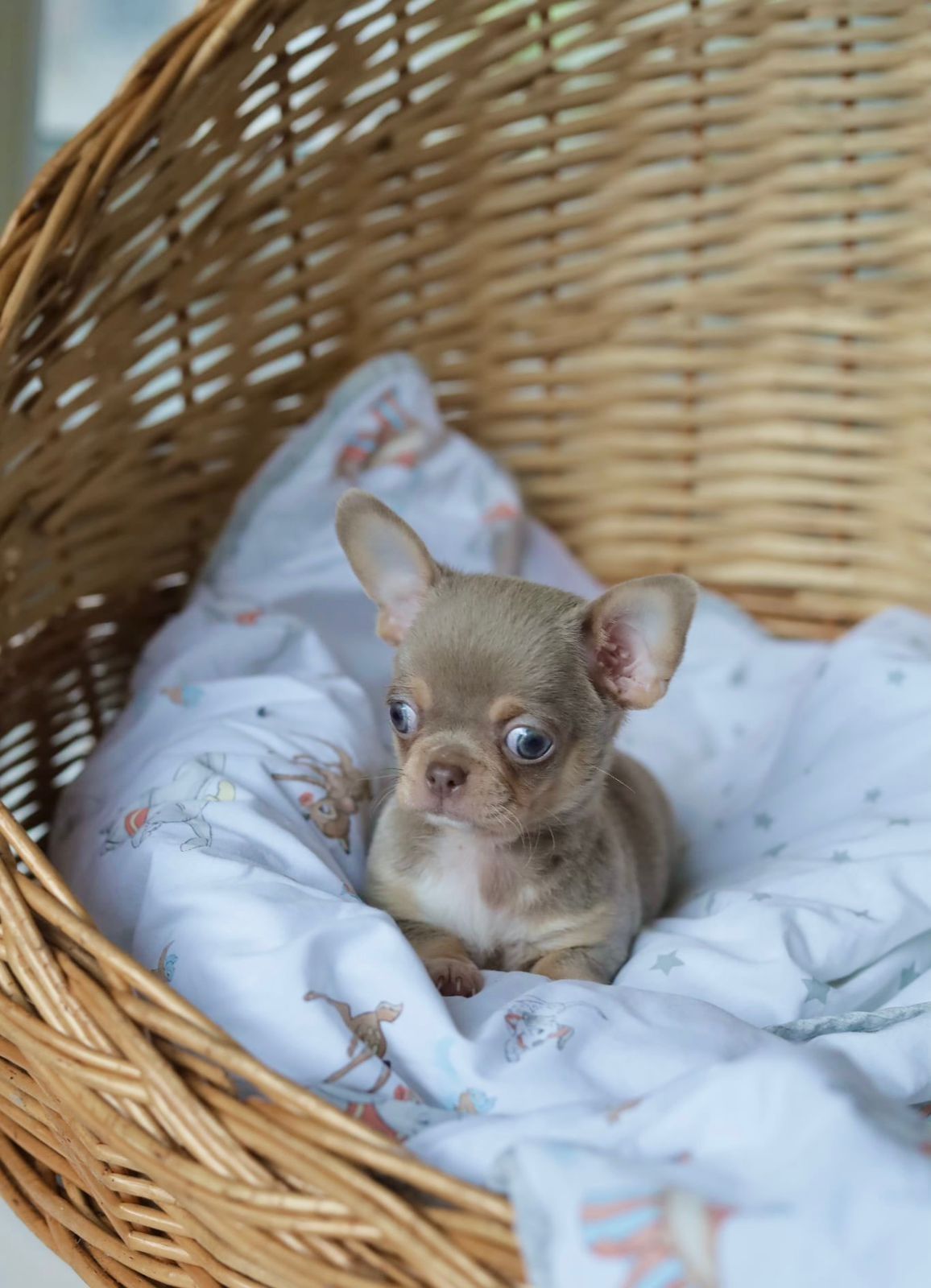 Chihuahua fci chłopiec