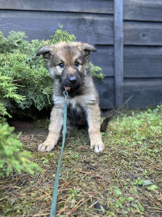 Szczeniak do adopcji