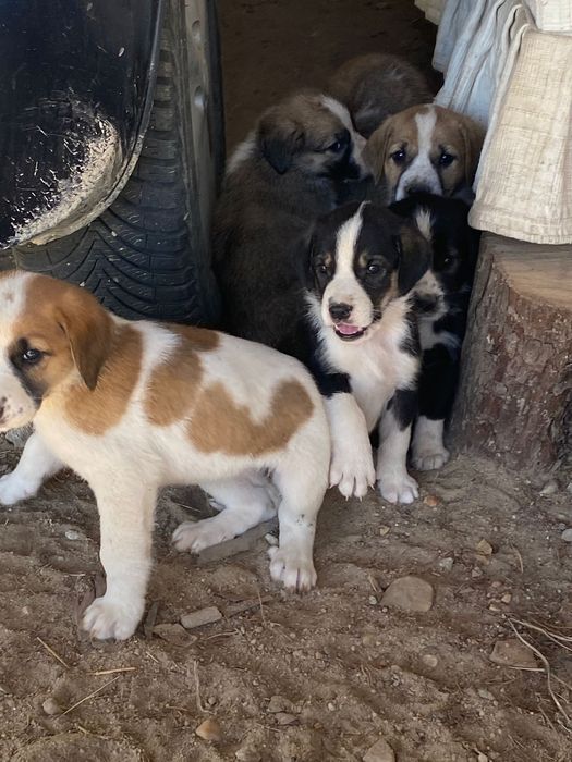 Cachorros para adoção
