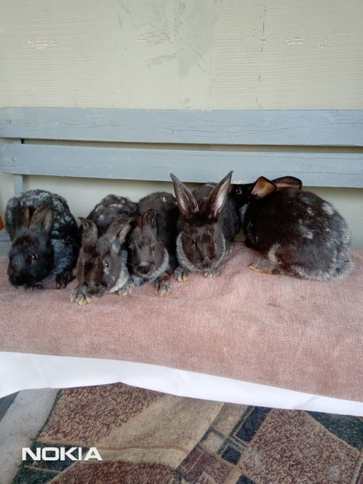 Кролики на розвід