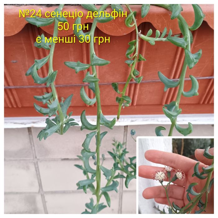 Сукуленти. Красула. Седум. Каланхоє. Алоє. Сансевієрія.