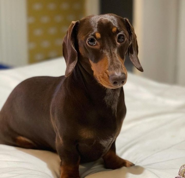 Чорнопідпалий хлопчик карликових міні такс