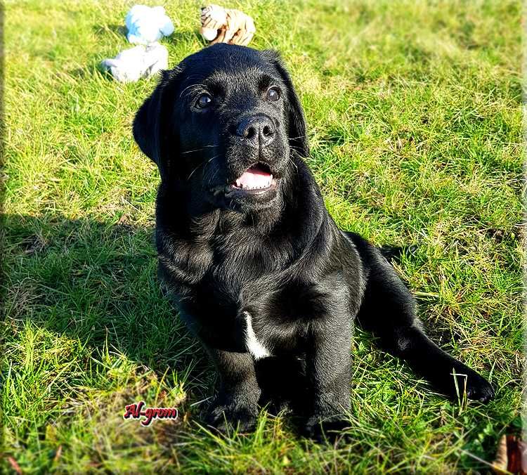 Labrador Retriever  czarny piesek ZKwP/FCI