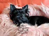 Black Yorkshire Terrier (nie Biewer) gen Choco Czarna Mini suczka