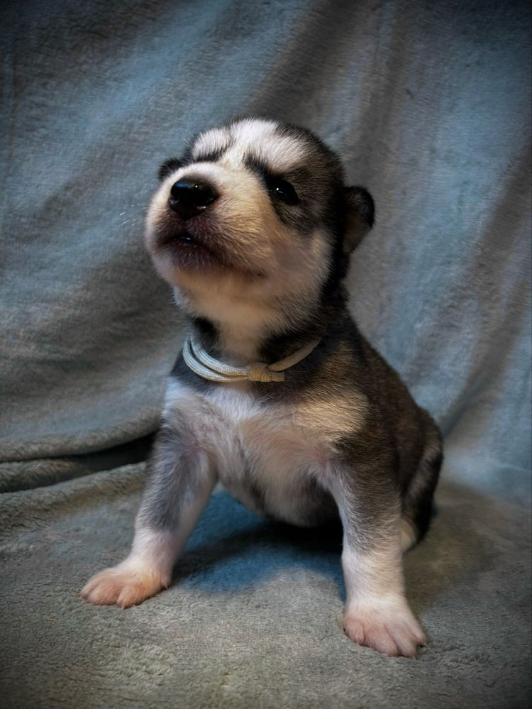 Śliczna dziewczynka Siberian Husky