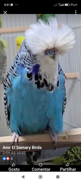 Passarinhos de flores deste ano