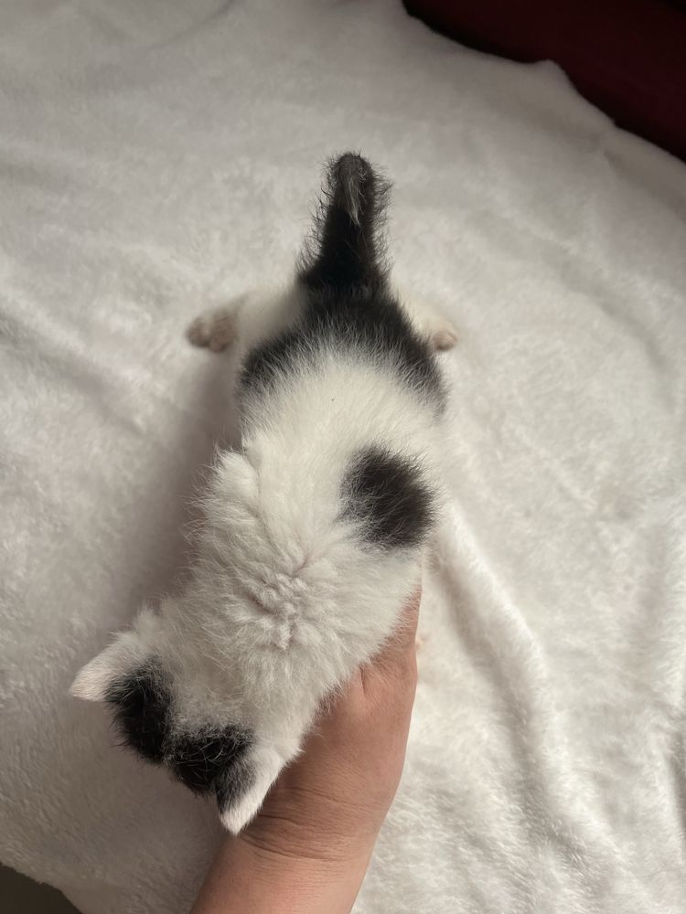 Котеня в добрі руки