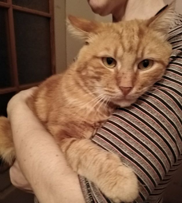 Отдам даром в добрые руки рыжего котика