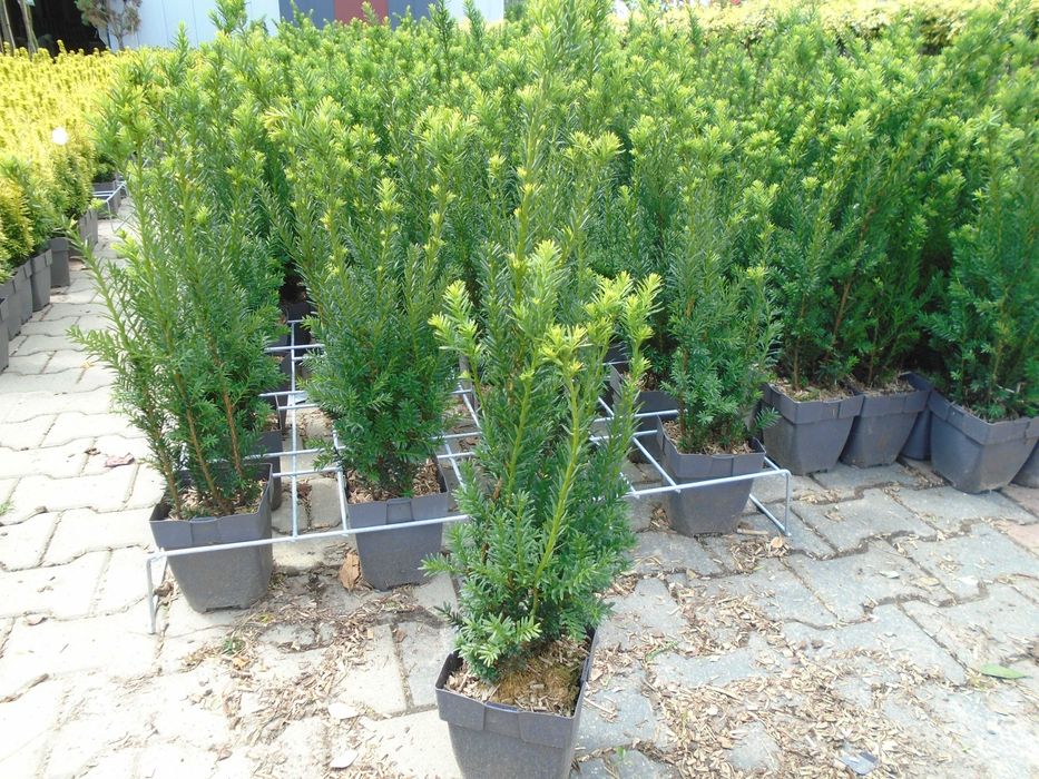 Cis pośredni Hicksii Wojtek donica 3c 40-50cm,