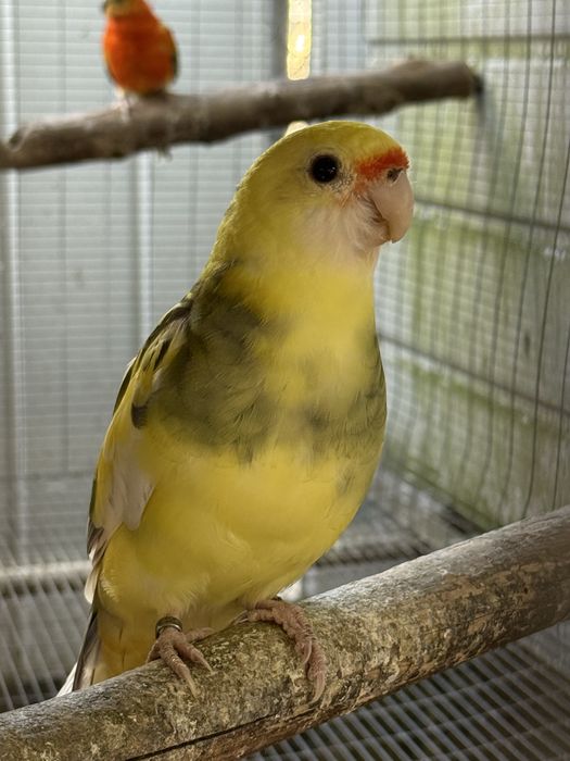 Derbiana , Rosela, Princesa Gales , king Parrot