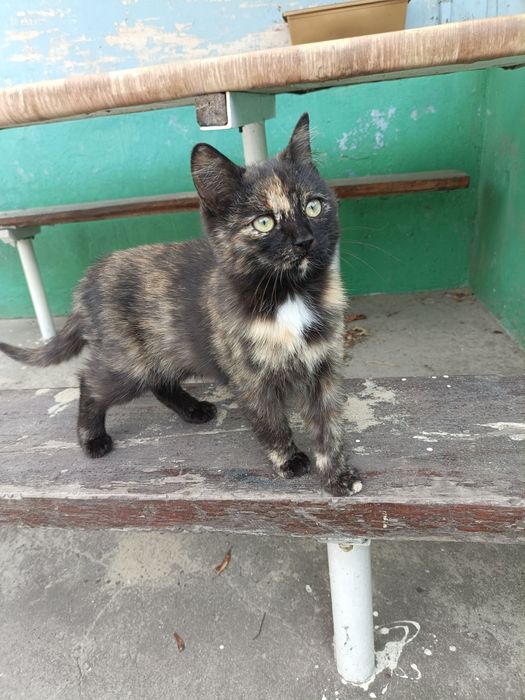 Отдам маленького котёнка