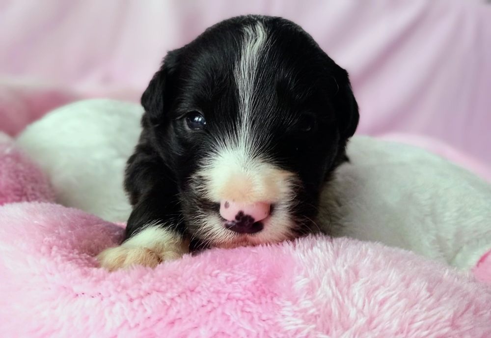 Border Collie piesek Murzyn