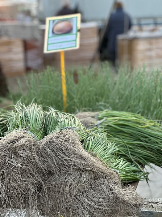Plantas horticolas