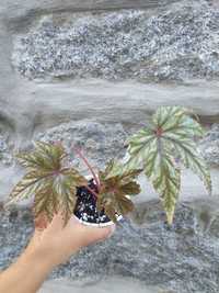 Planta Begonia Gryphon