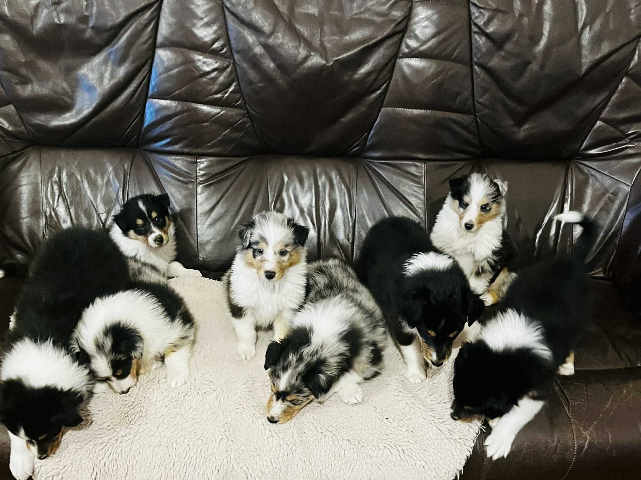 Szczeniak suczka Owczarek szkocki długowłosy - Collie