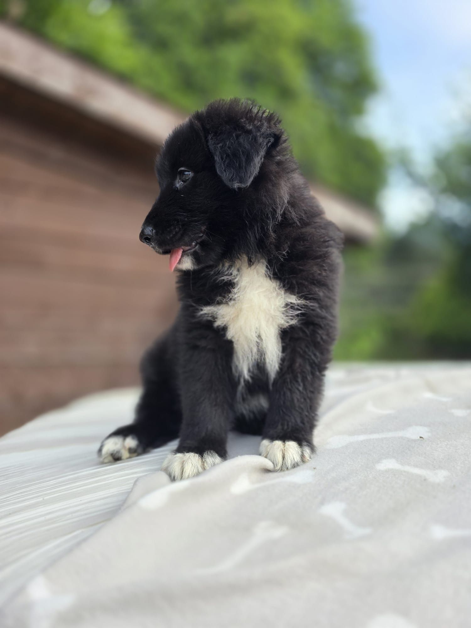 Border Collie mix