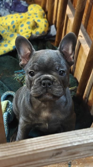 buldogi francuskie