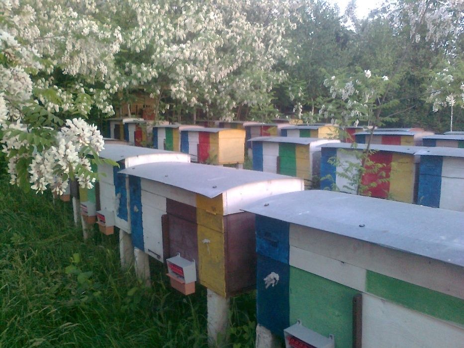 Пчелопакеты, бджолопакети самовивоз і доставка