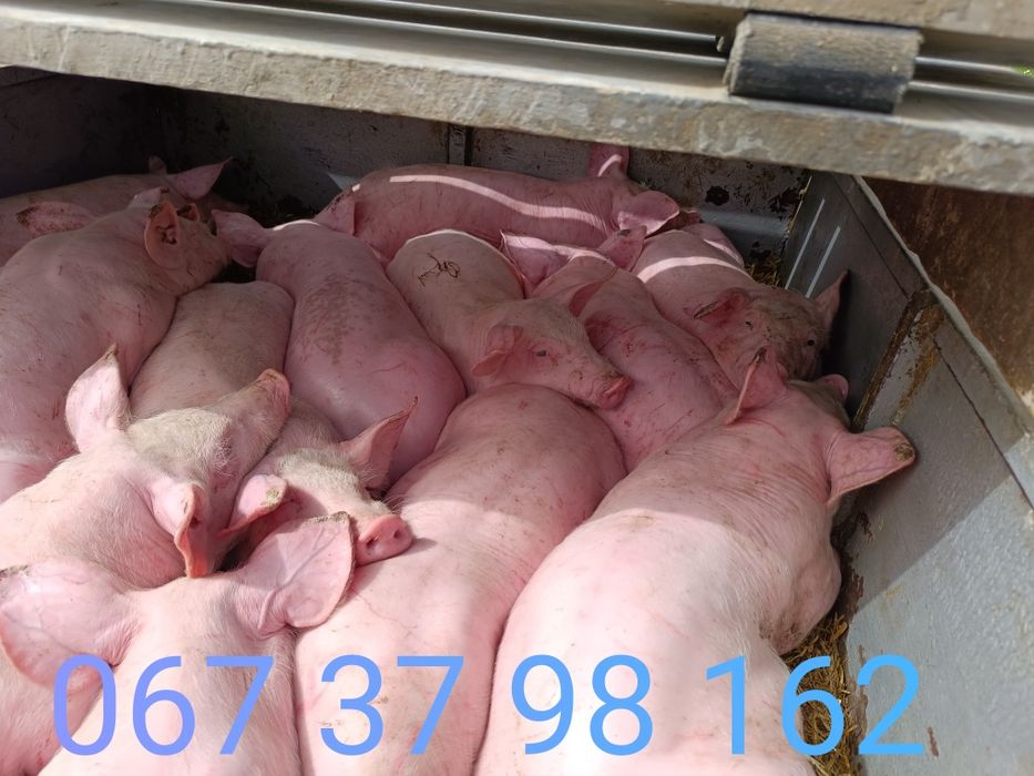 Продам поросята)))