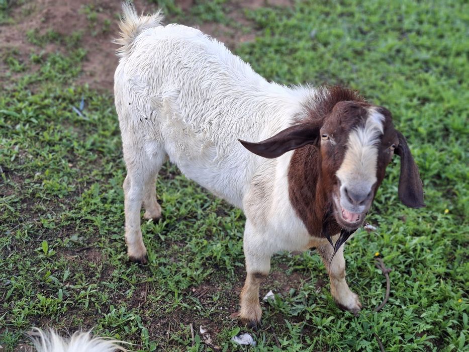 Carneiro texel e bode boer