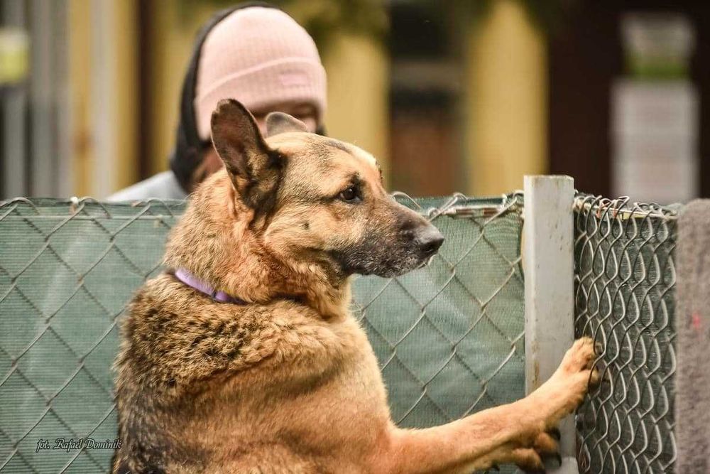 Gold pilnie szuka kochającego domu!