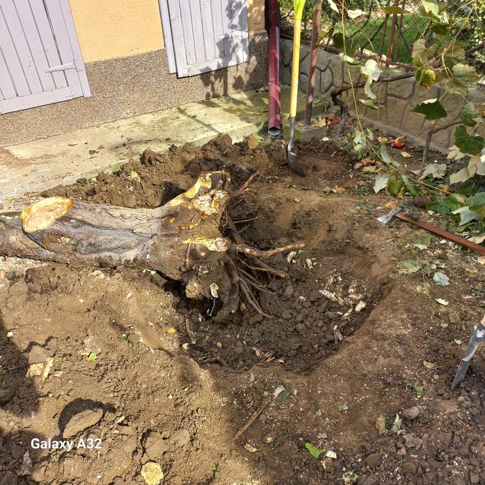 Вирізка дерев та чистка території від чагарнику!