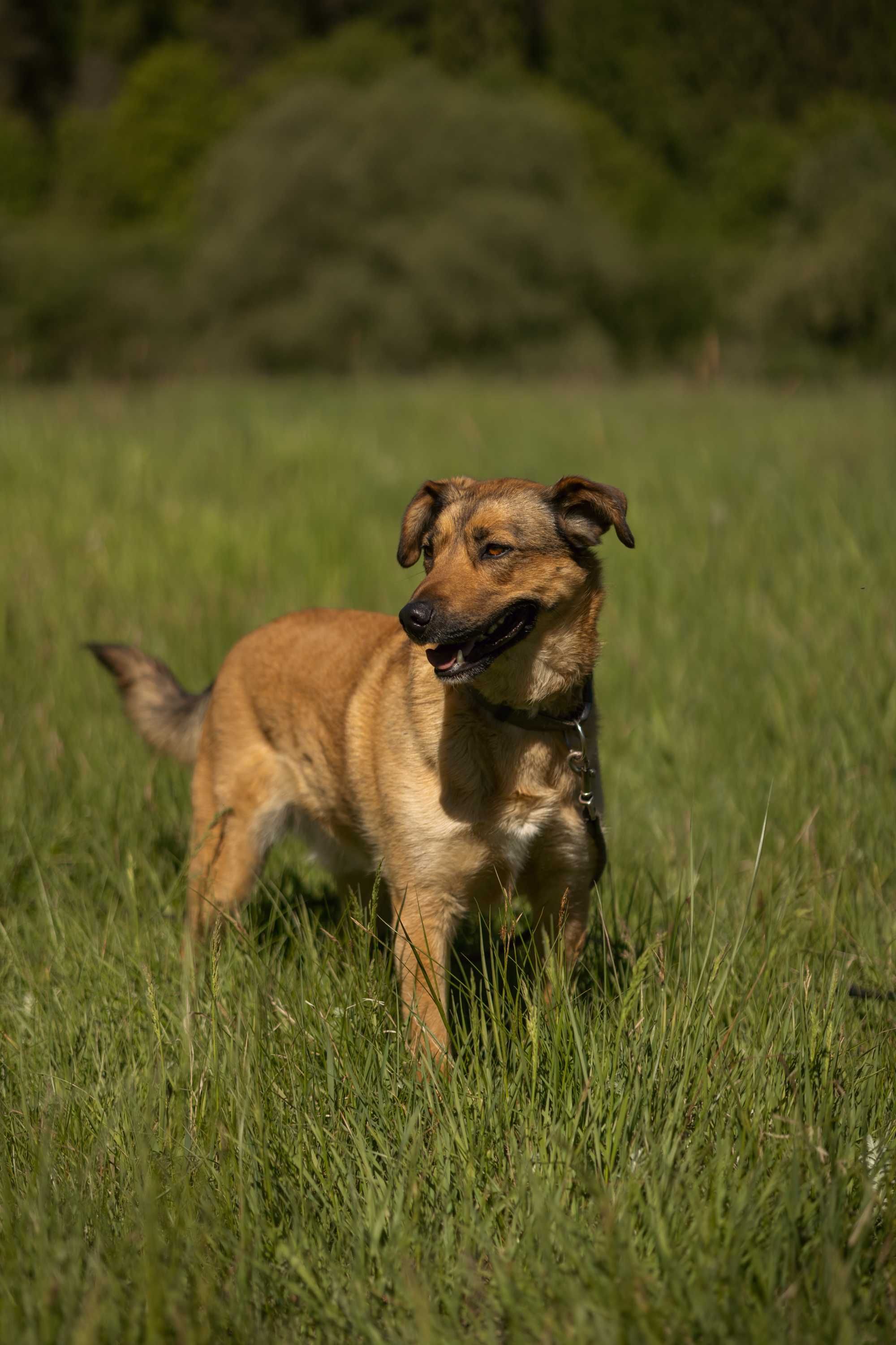 Pies do adopcji Maksiu