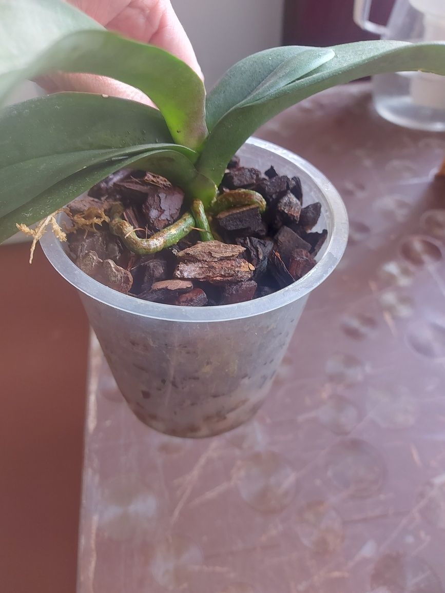 Орхидея фаленопсис, биг лип