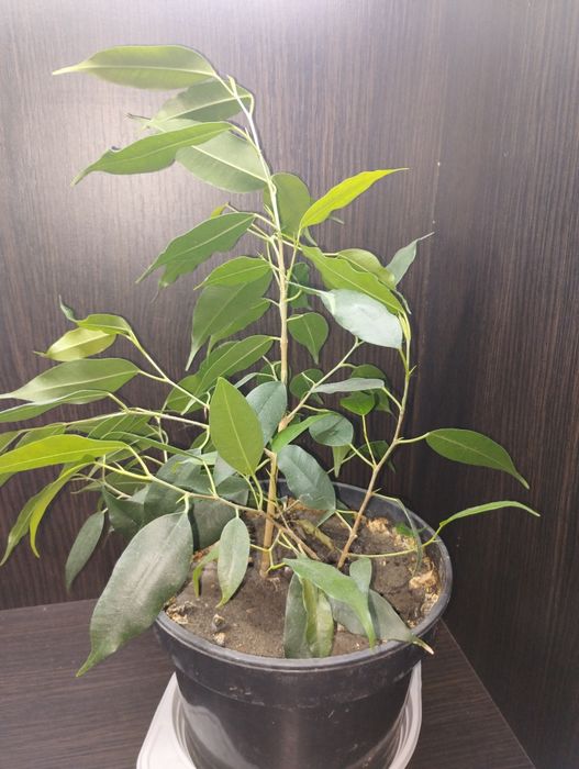 Фікус, два сорти