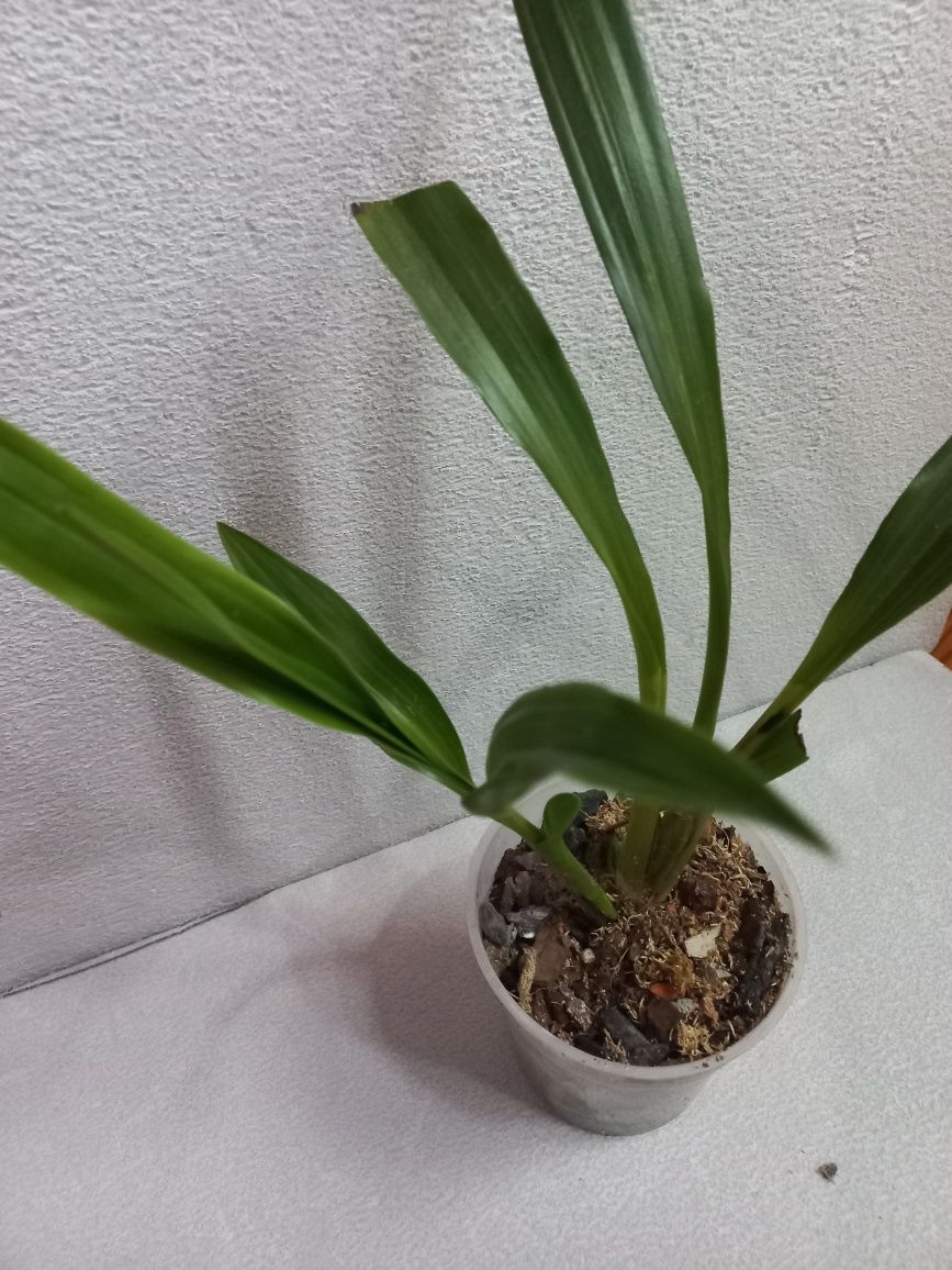 Орхидея Зигопеталум взрослая, сейчас не цветет