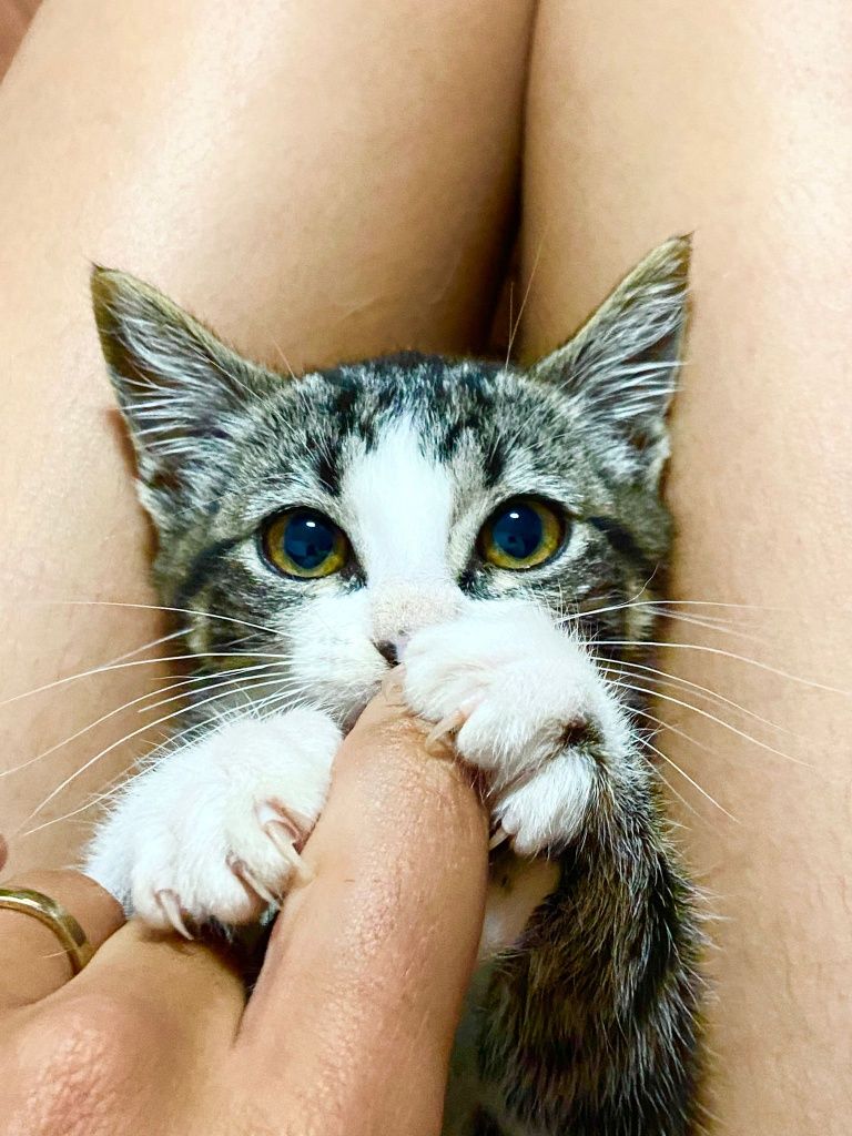 Gatinha para adoção
