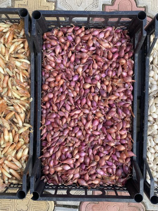 Цибуля- сівок, сіянка, арбаж, арбажейка, лук севок.