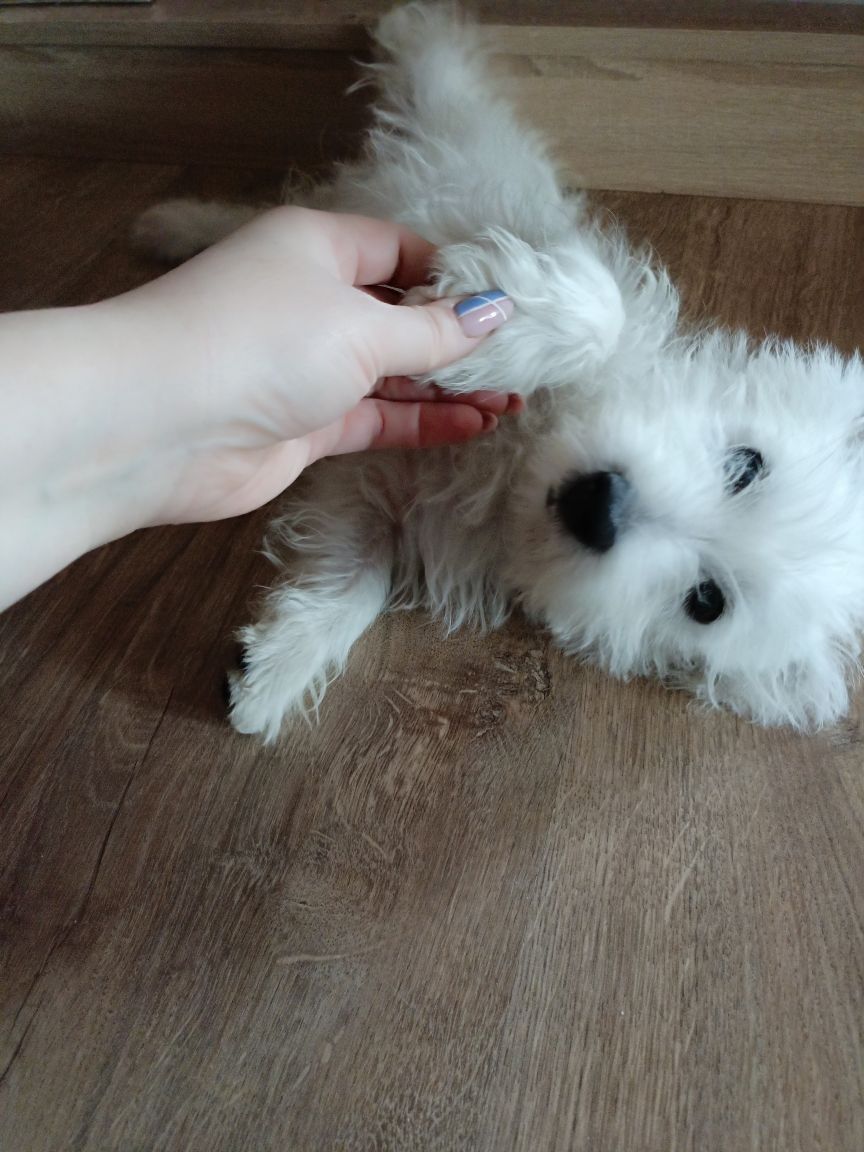 Śliczna sunia West Highland White Terrier