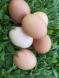 Ovos de galinha caseiros criadas ao ar livre