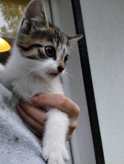 Kotki oddam do adopcji