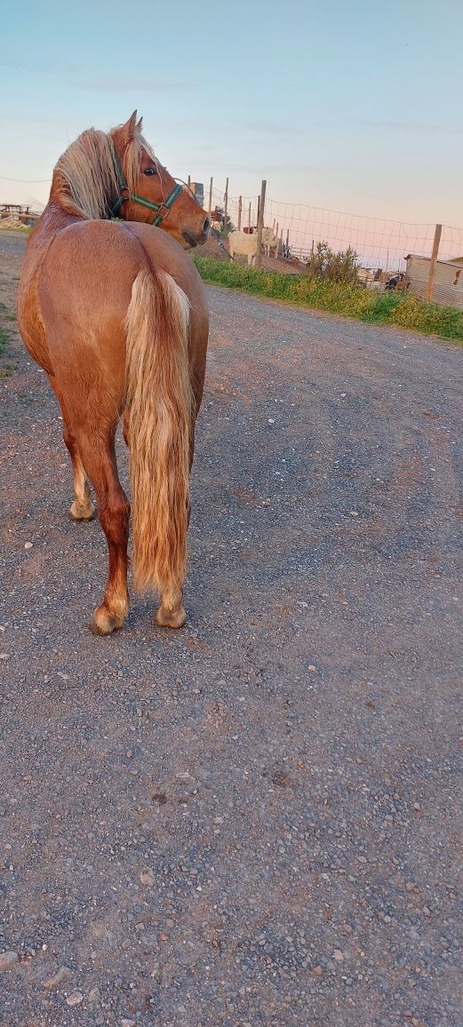 Duplo ponei palomino