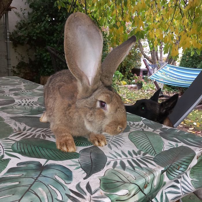 Króliki mięsne olbrzymy belgijskie