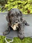 CAVAPOO F1 Czarny samiec badania