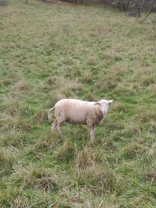 Sprzedam 9-cio miesięcznego barana