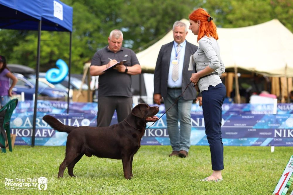 Шоколадный лабрадор для вязки! Титулованный и проверенный кобель!